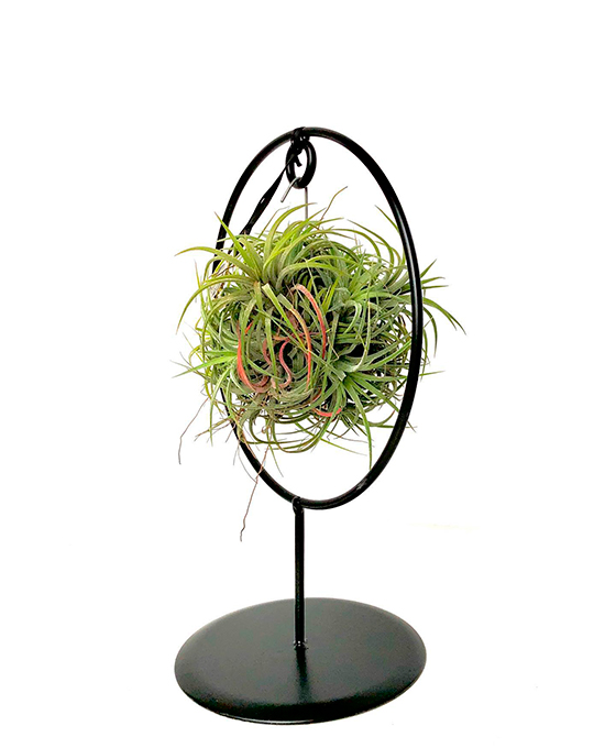 Comprar Plantas de Exterior