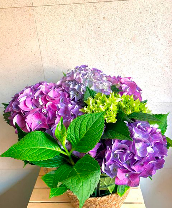 Arreglos Flores Moradas Comprar Arreglos Florales en Almería
