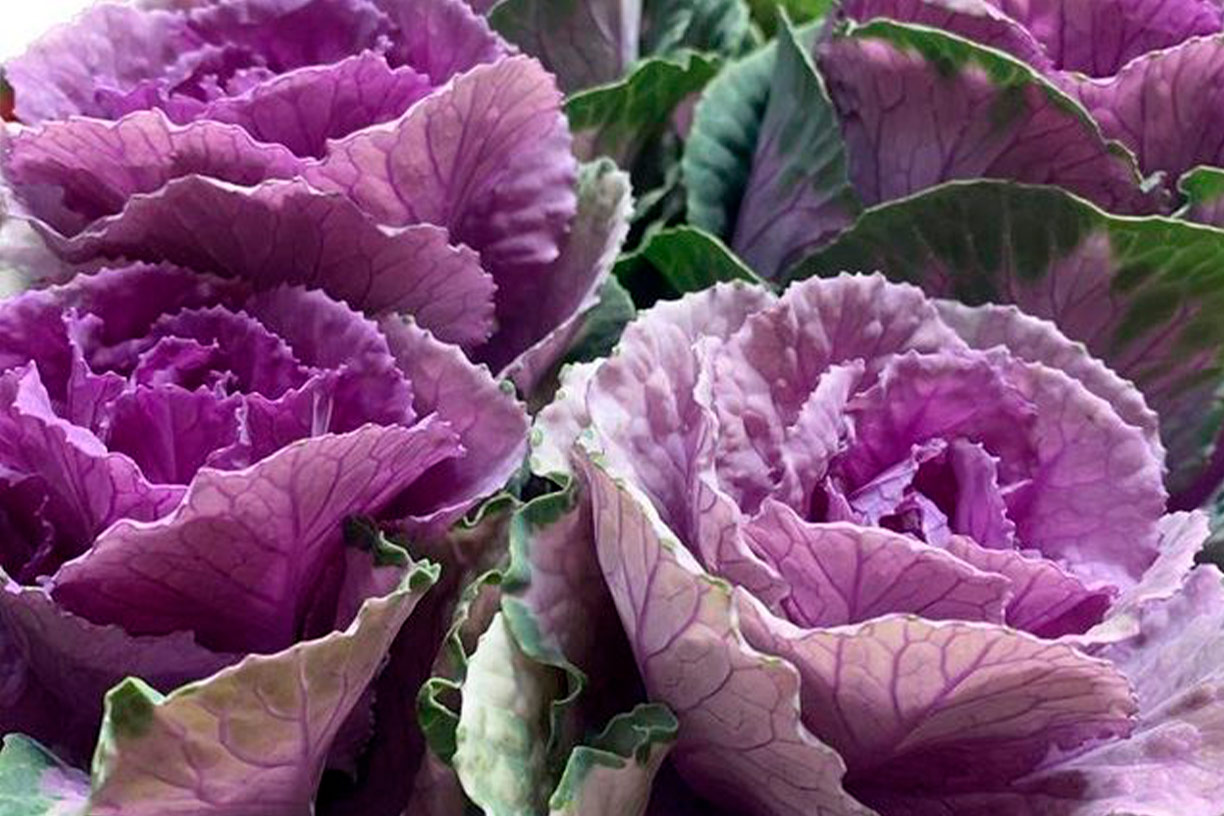 Ramo de Flores para Regalo