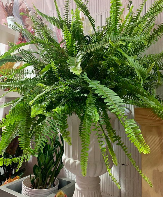 Plantas en Almería