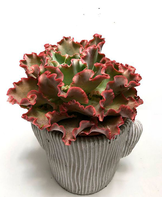 Envío de Plantas en Huércal-Overa